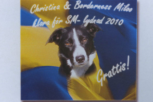 En  av de fejkade bilderna. Hunden Photoshopad in på Tammys flaggbild